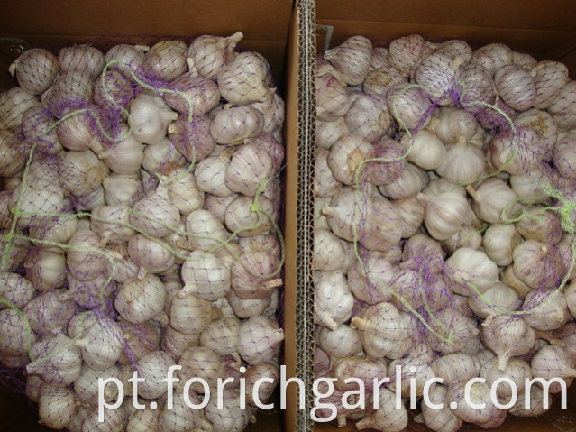 Normal White Garlic